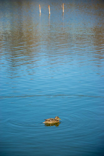 Duck in pond